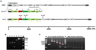 Chemical synthesis of left arm of Chlamydomonas reinhardtii mitochondrial genome and in vivo functional analysis